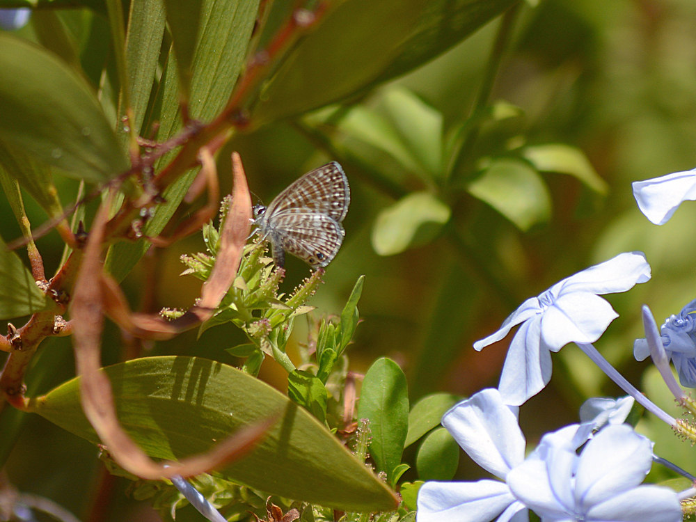 Butterfly.jpg