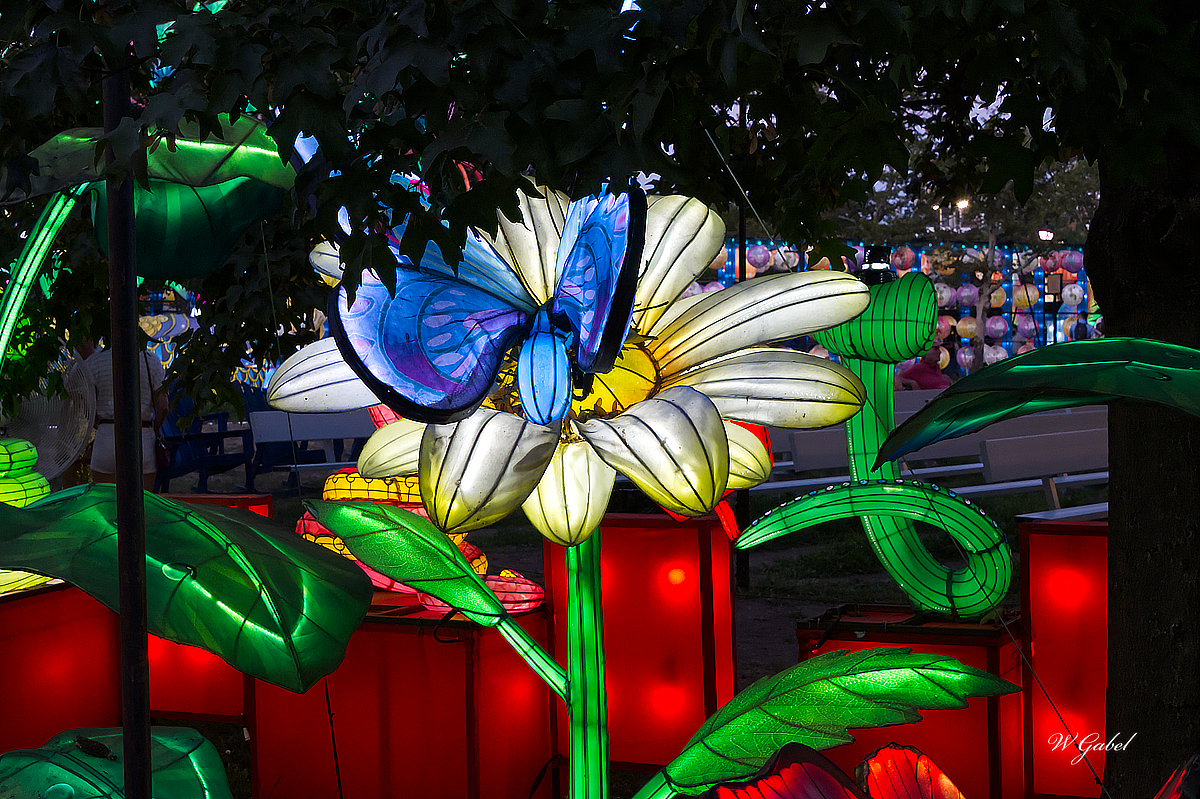 Butterfly sm.jpg