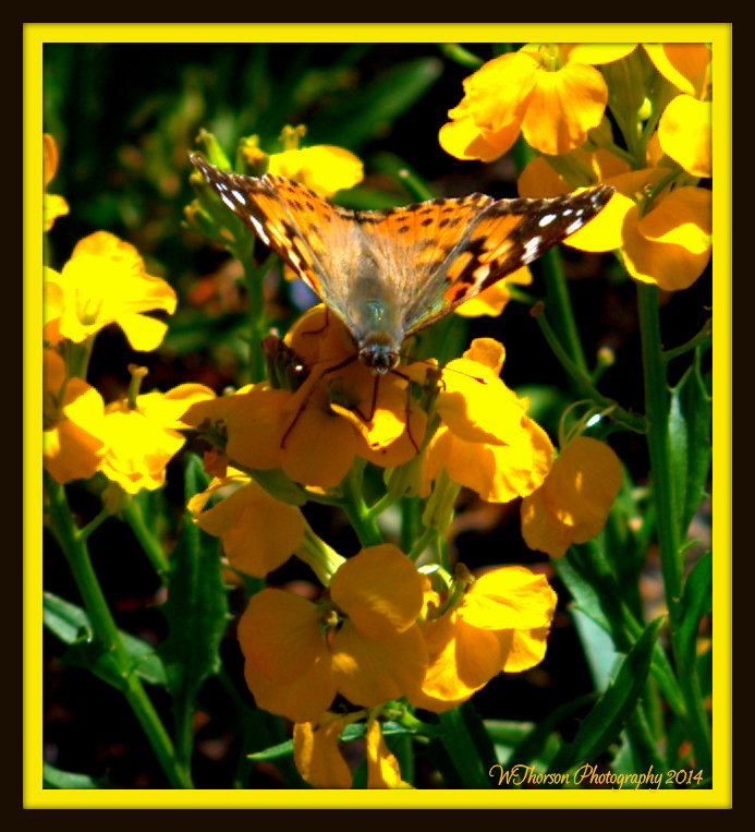 Butterfly with Probiscus in Yellow Flower.jpg