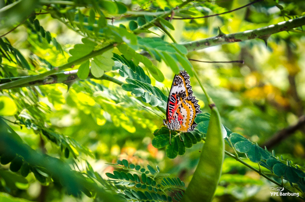 butterfly1-1.jpg