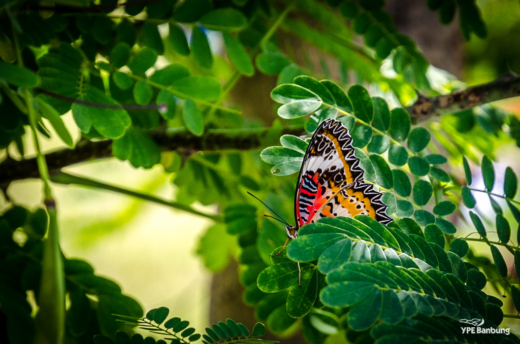 butterfly1-2.jpg
