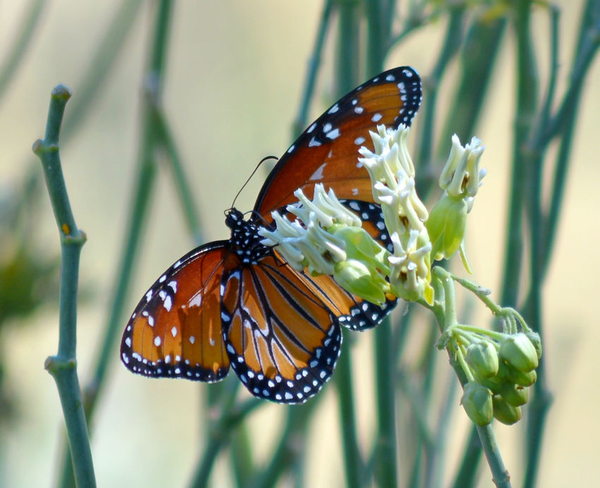 butterfly1.jpg