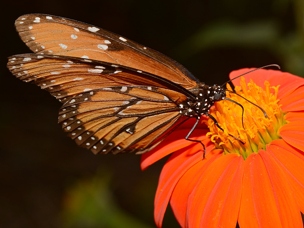Butterfly2.jpg