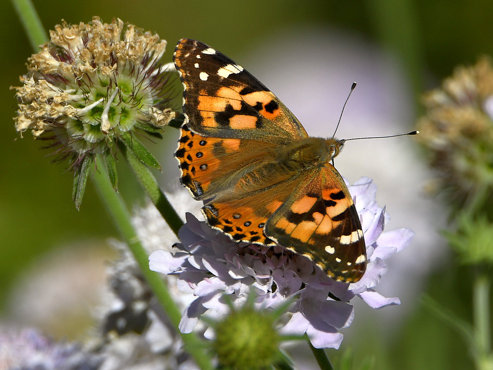 Butterfly2.jpg