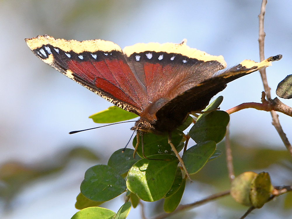 Butterfly3.jpg