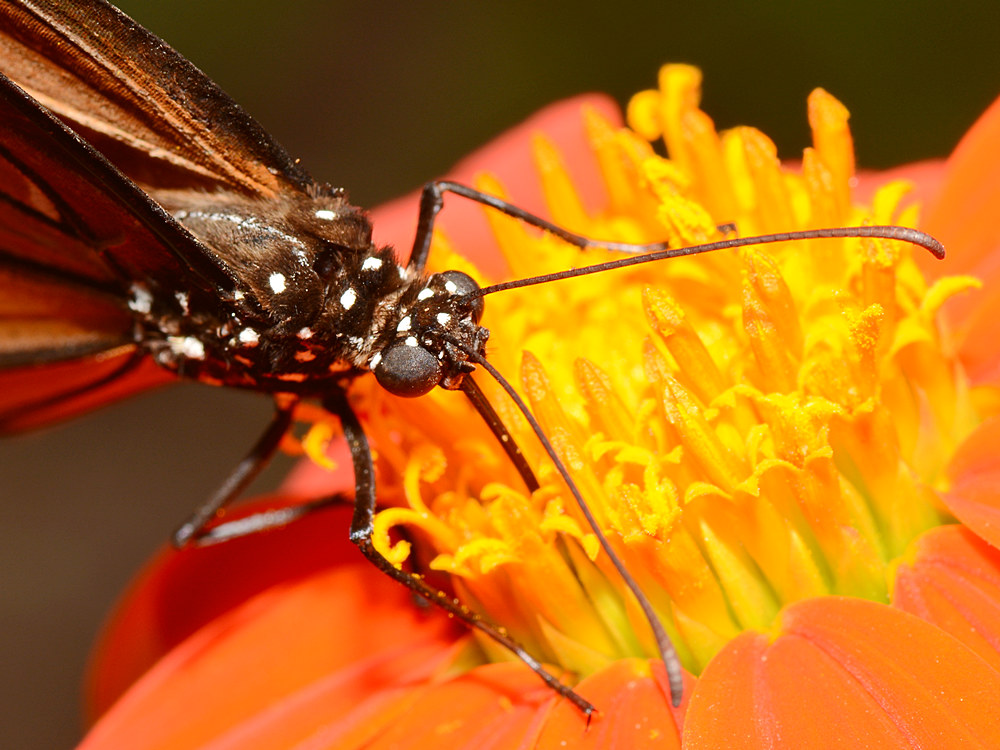 Butterfly4.jpg