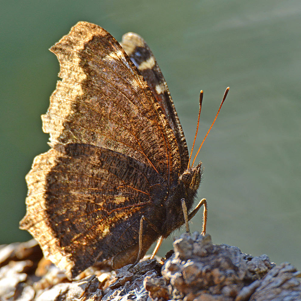 Butterfly5.jpg