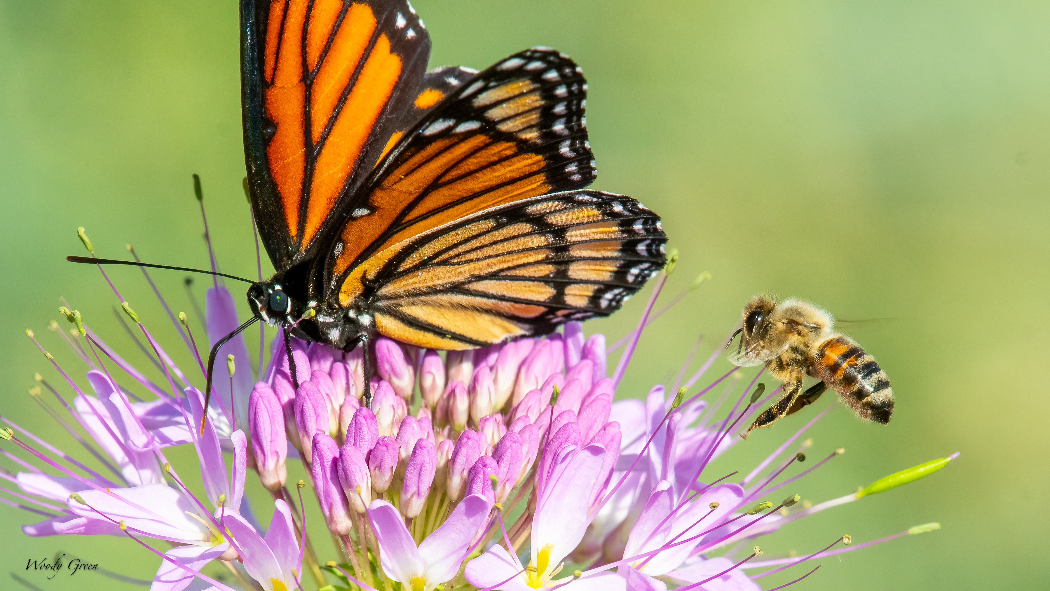 ButterflyBee-15.jpg