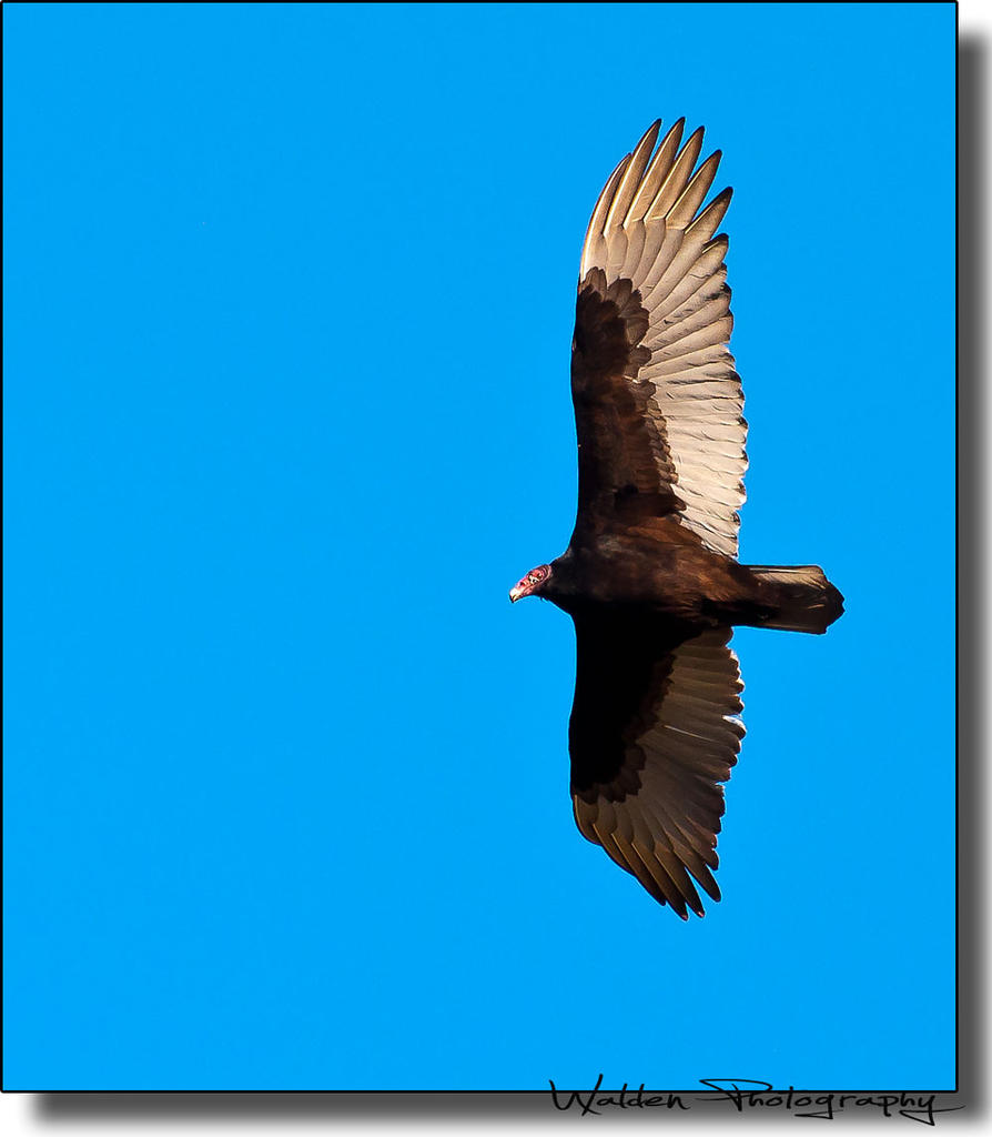 Buzzard 05.jpg
