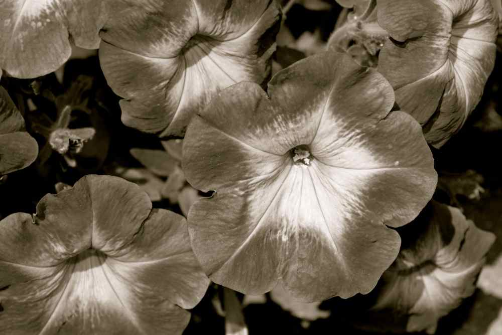 bw-flowers-1.jpg