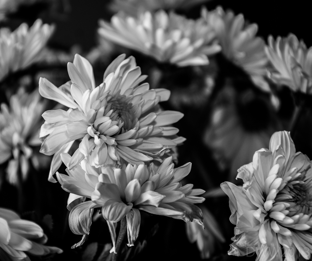 BW Flowers (1 of 1).jpg
