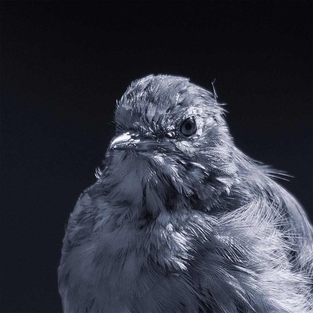 BW-Head-shot.jpg