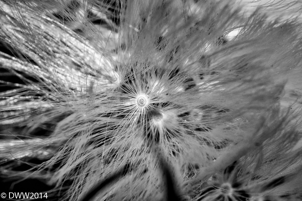 BW Lion Fluff 2 (1 of 1).jpg