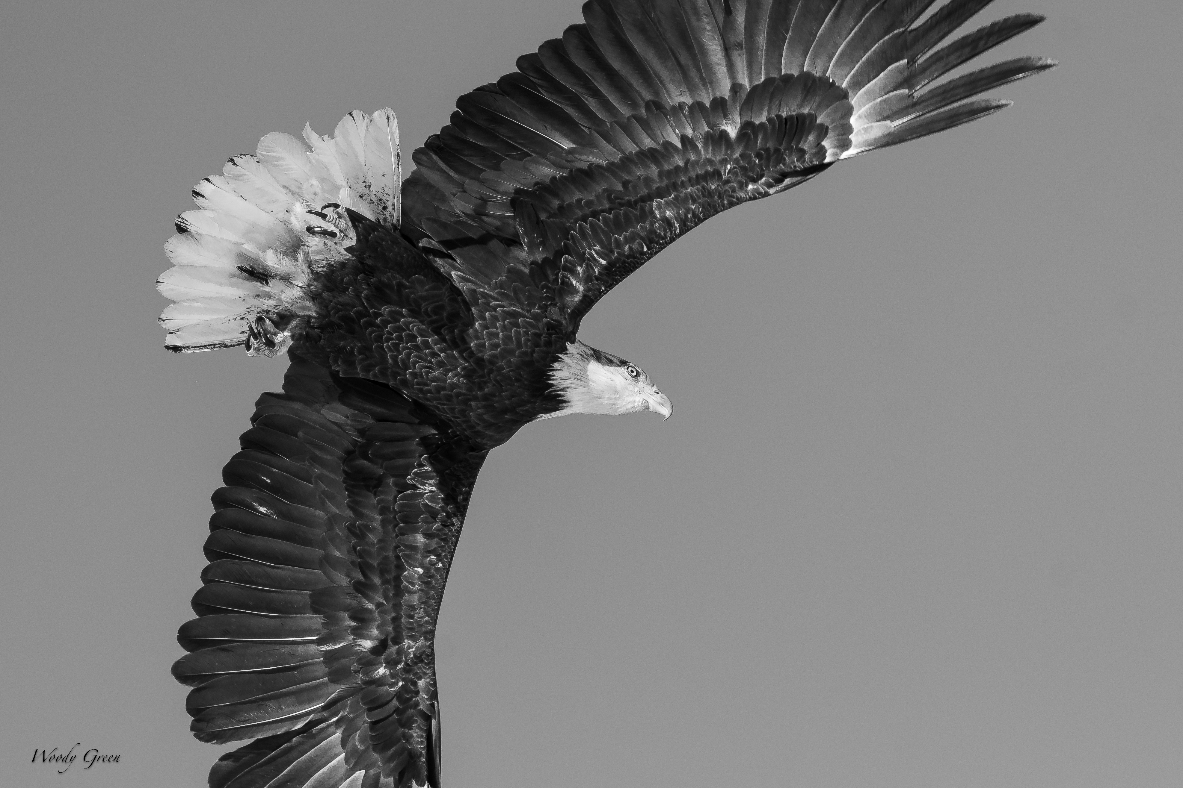 BWEagle-277.jpg