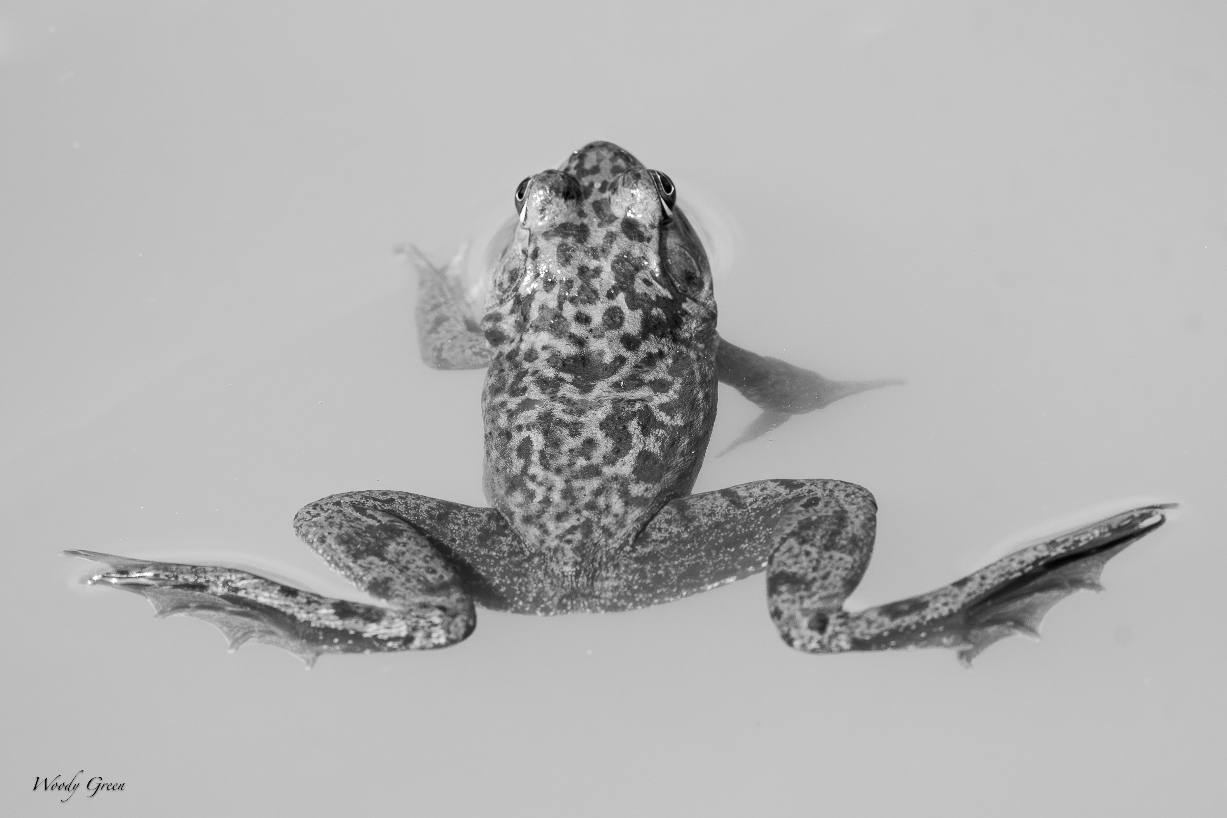 BWFrog-625.jpg