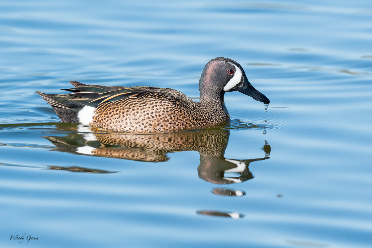 BWTeal-113.jpg
