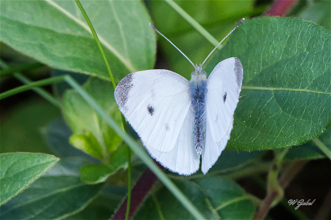 CabbageWhite5795 sm.jpg