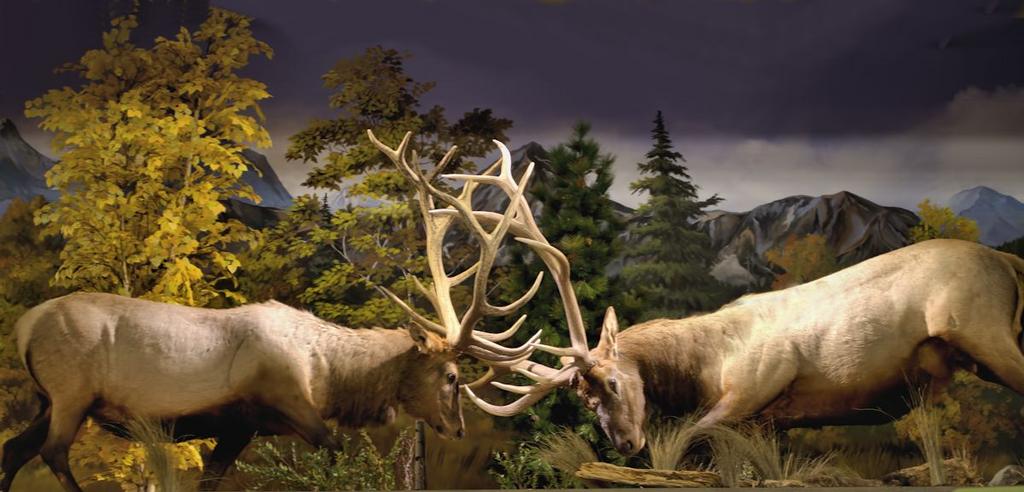 Cabela's1200cropped.jpg