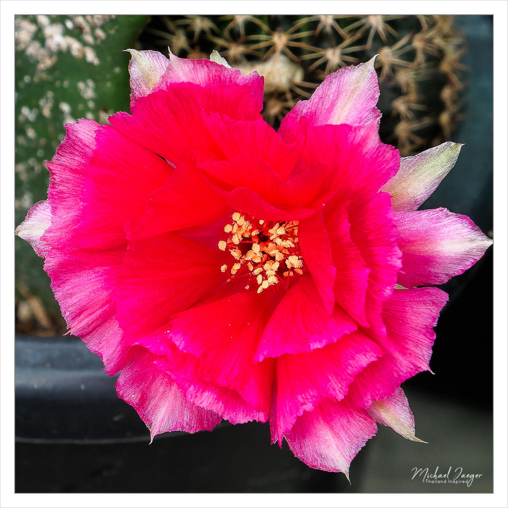 cac-4.jpg