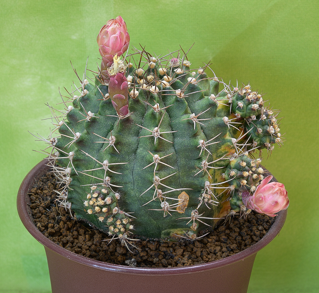 cacstu-1.jpg