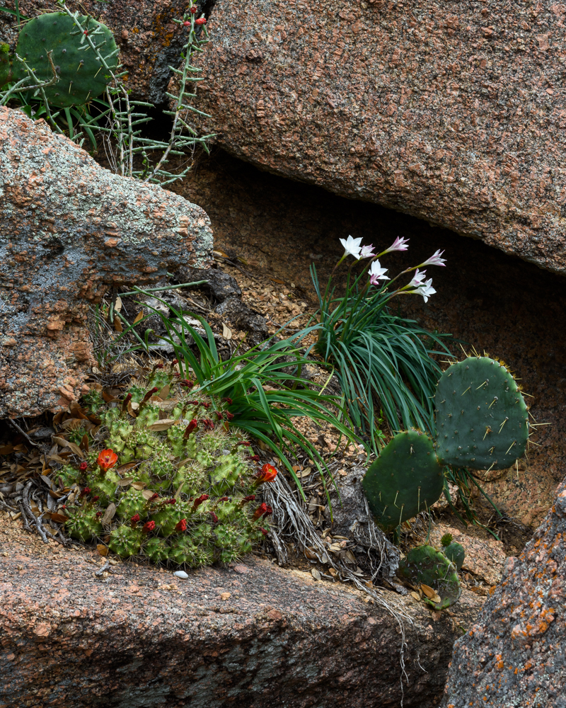 cacti and succulents.jpg