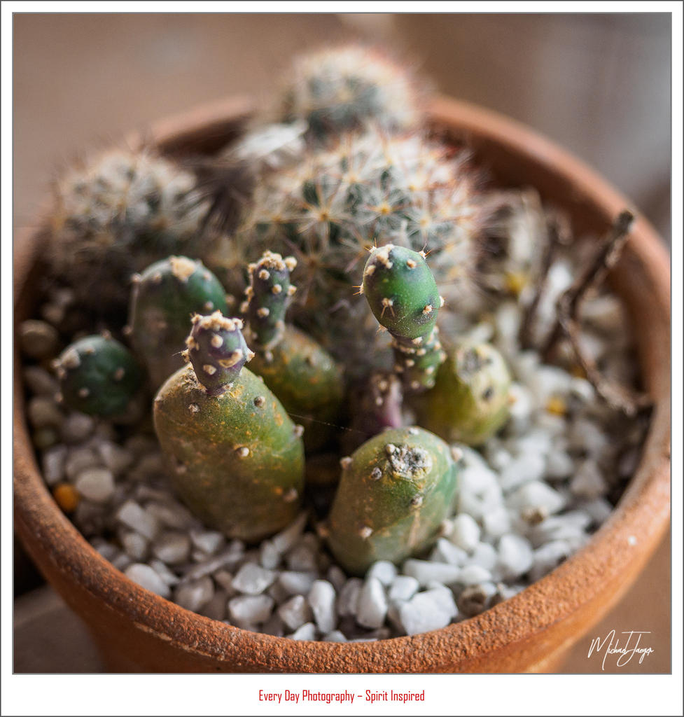 cactus-1-2.jpg