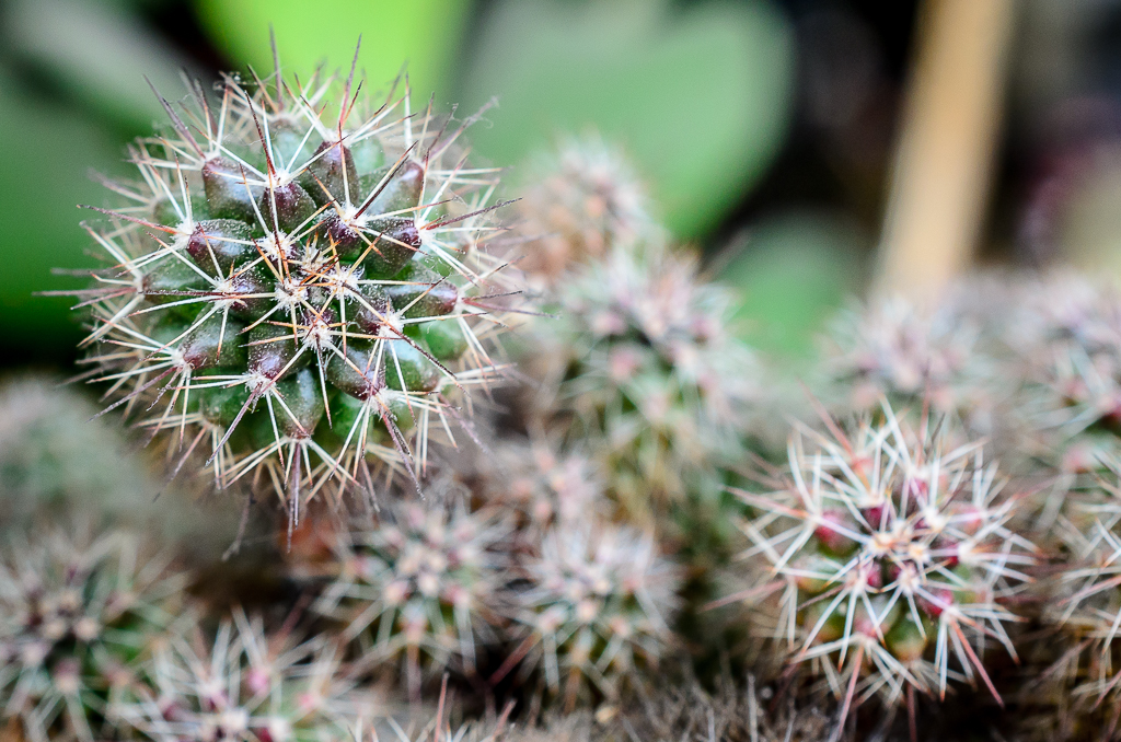 cactus-1.jpg