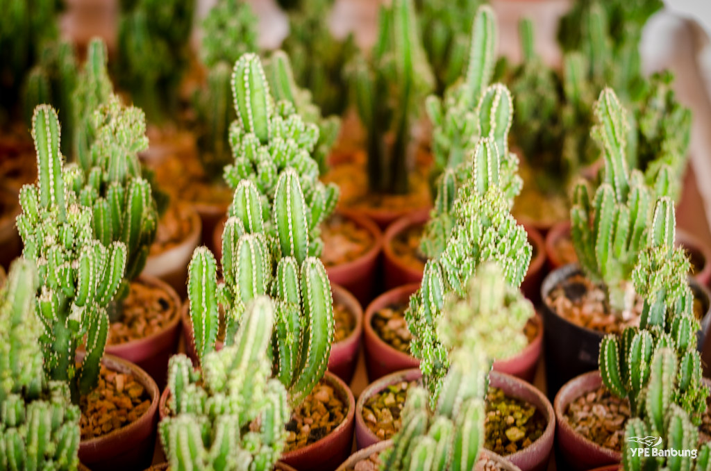 cactus-1.jpg