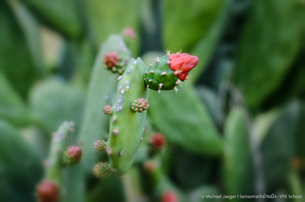 cactus-1.jpg
