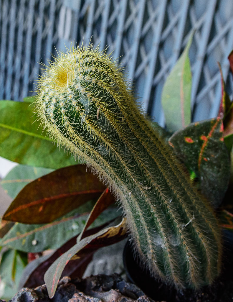 cactus-1.jpg