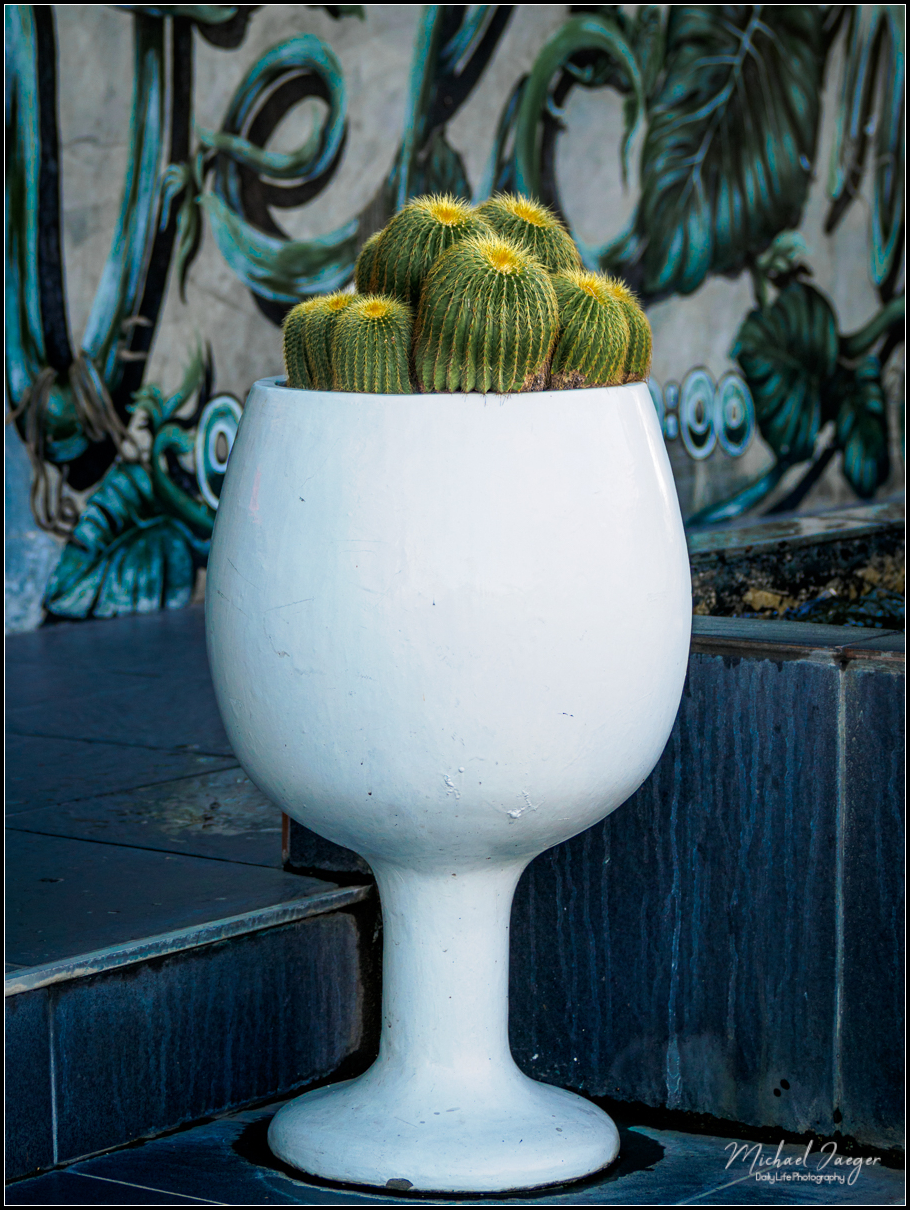 cactus-1.jpg
