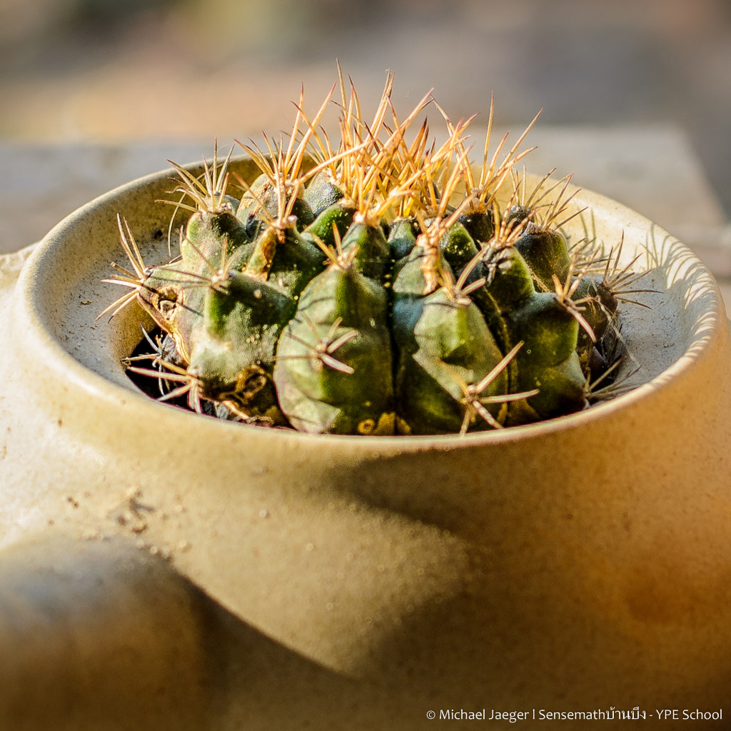 cactus-2.jpg