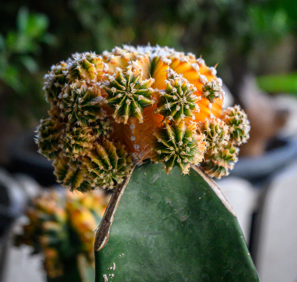 cactus-2.jpg
