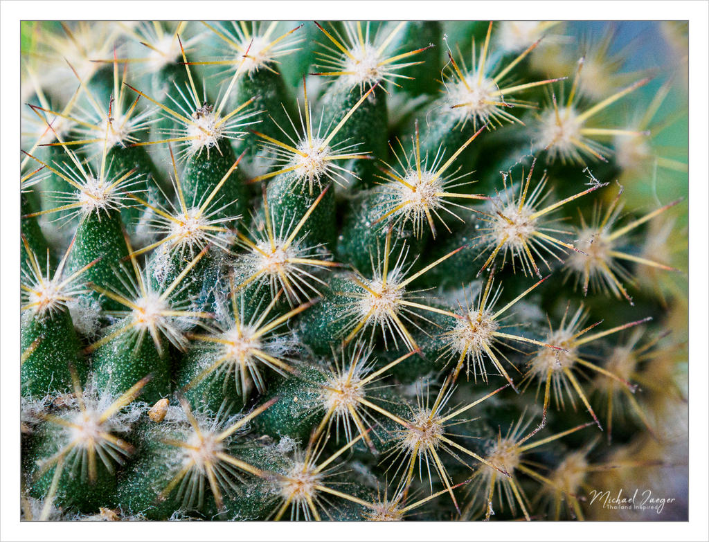 cactus-2.jpg