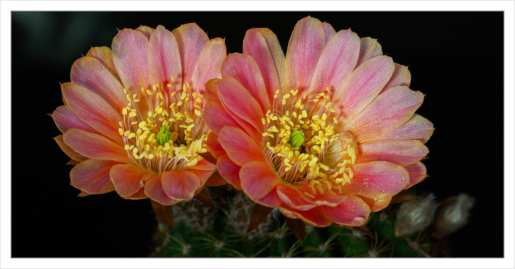 cactus-blossom-3-2.jpg