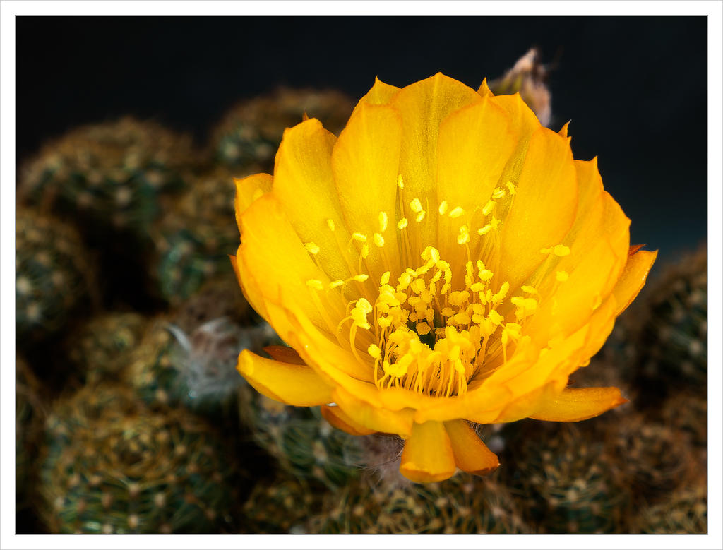 cactus-blossom-4-2.jpg