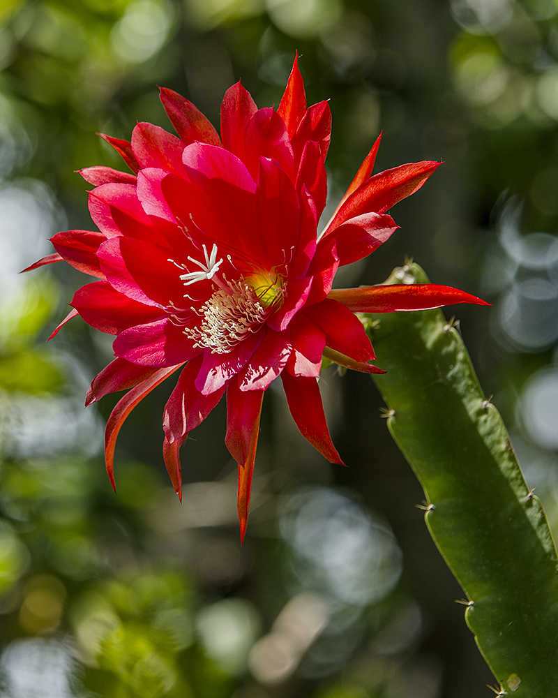 Cactus Flower.jpg