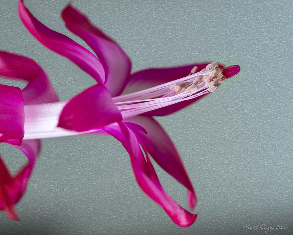 cactus flower.jpg