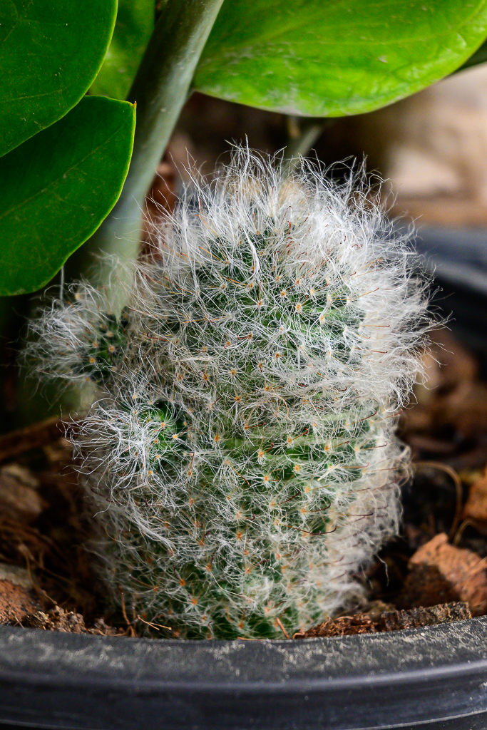 cactus-hairy-1-2.jpg