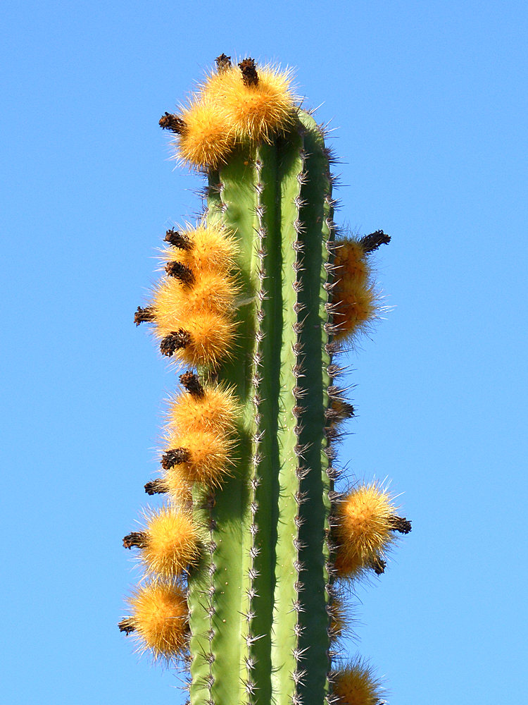 Cactus.jpg