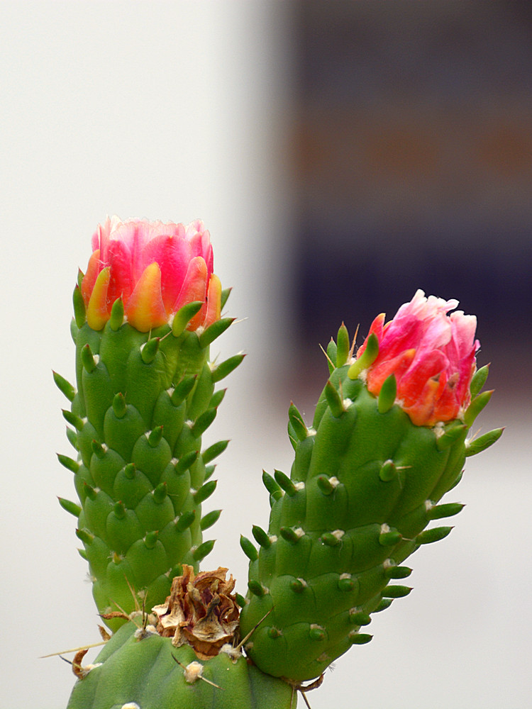 Cactus.jpg
