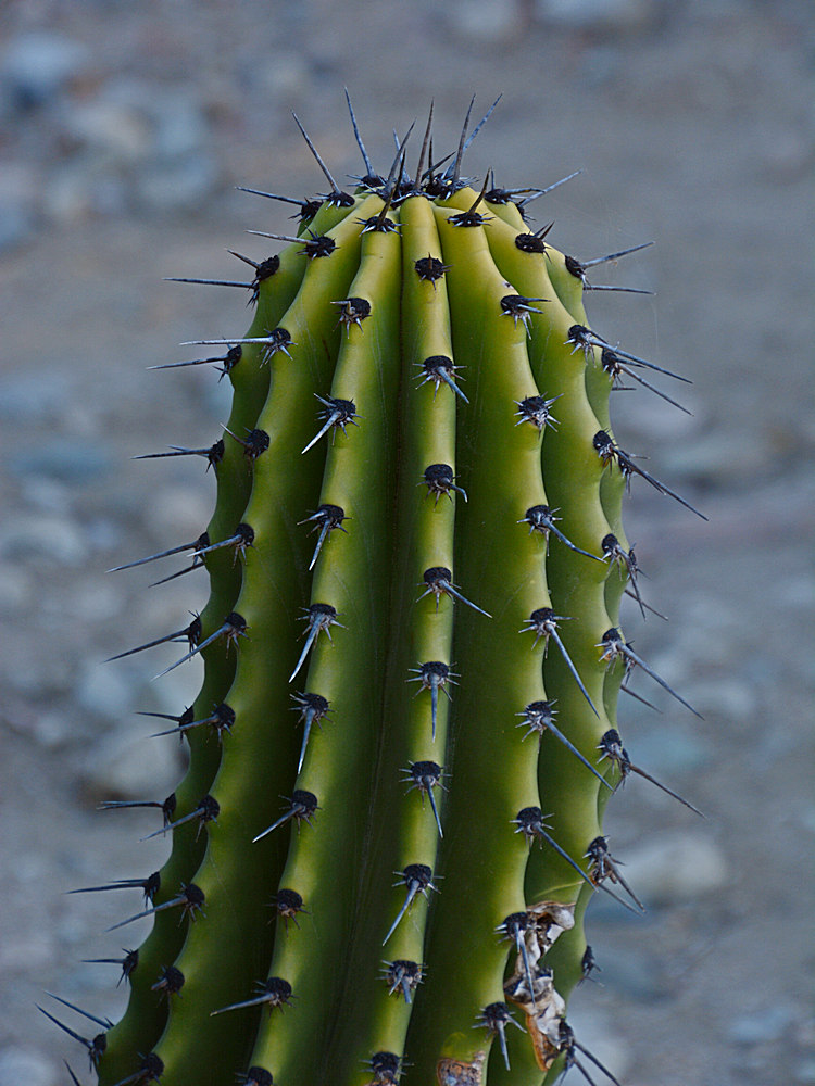 Cactus.jpg