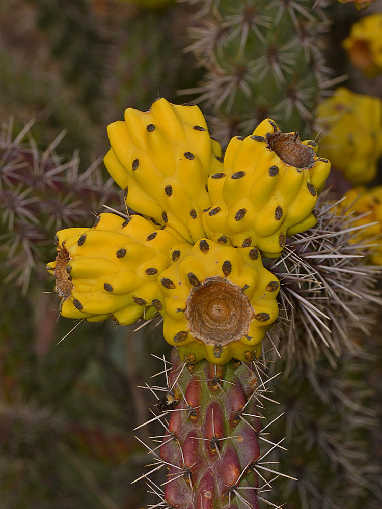 Cactus.jpg