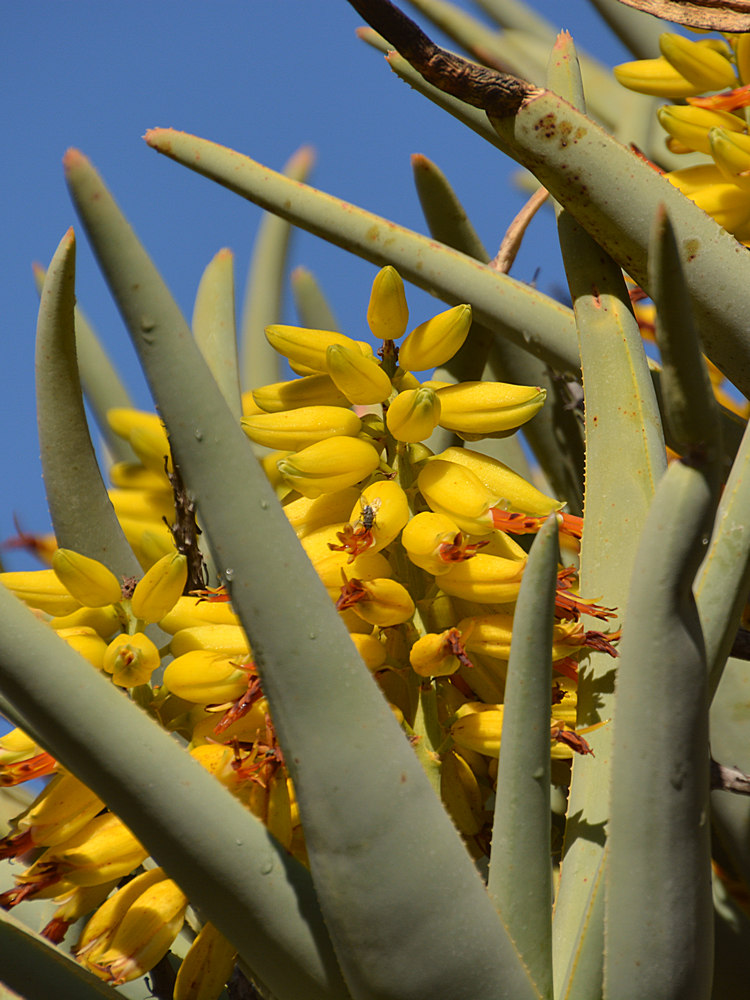 Cactus.jpg