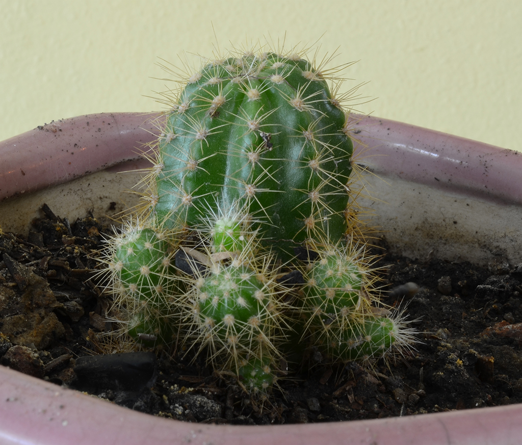 cactus.jpg