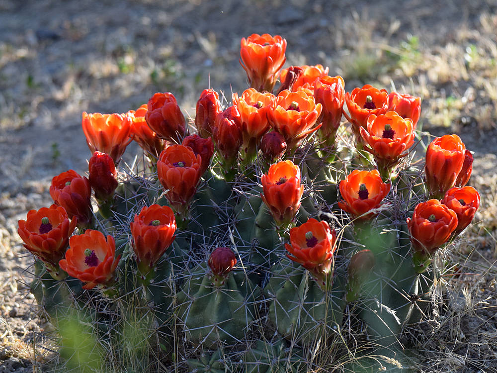 Cactus.jpg