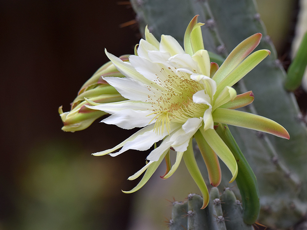 Cactus.jpg