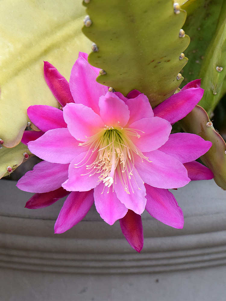 Cactus.jpg