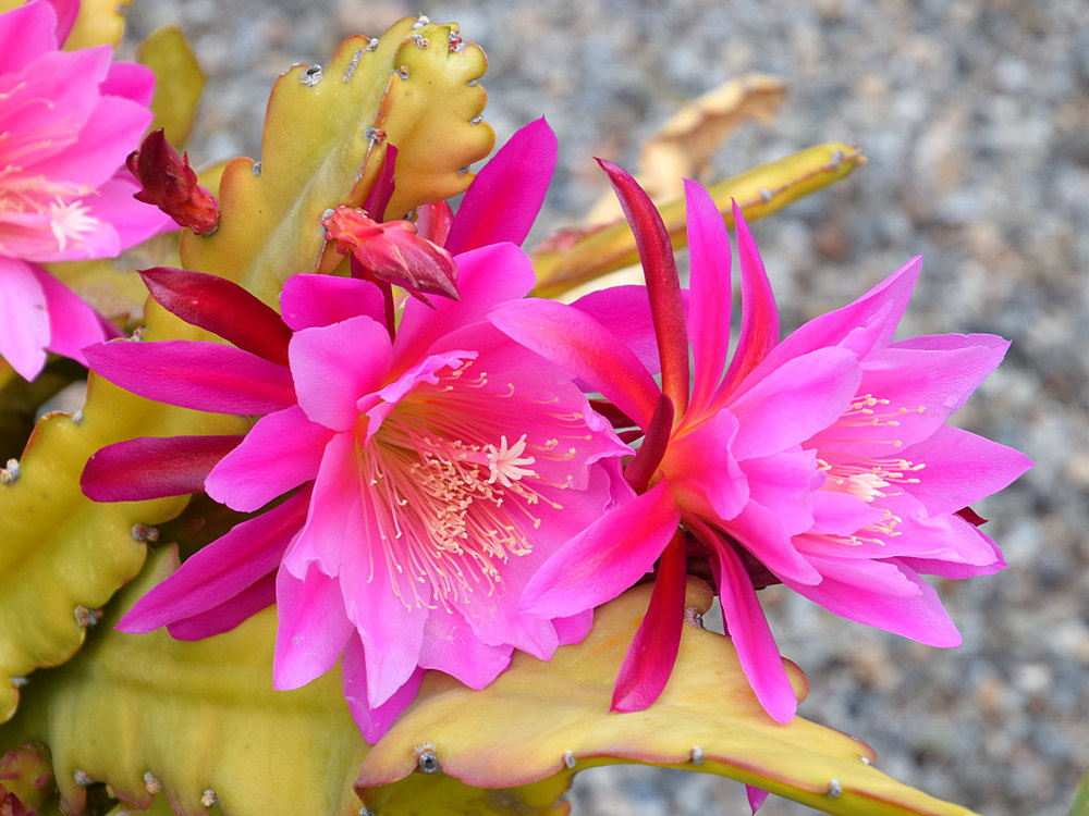 Cactus.jpg