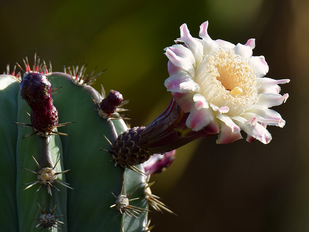 Cactus.jpg